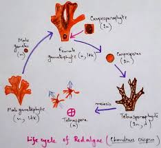 Rhodophyceae Introduction Occurrence Range of thallus Reproduction and ...