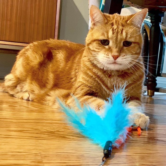 Gambar Kucing Oyen Yang Wow (26 Gambar)