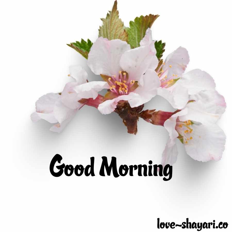 images of good morning sweetheart