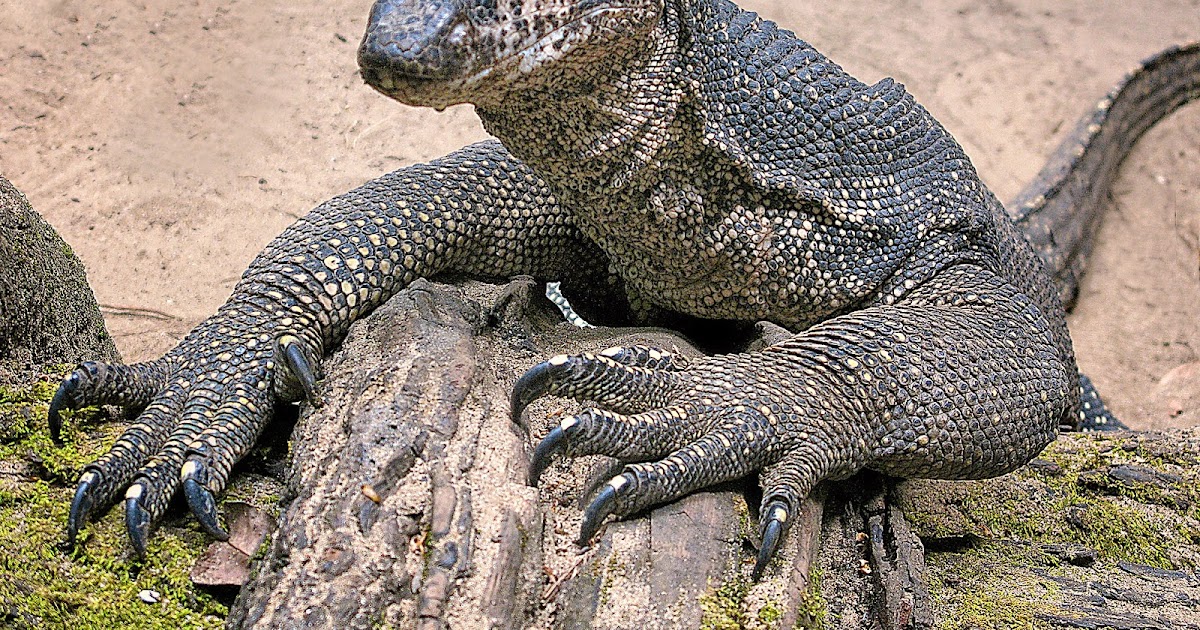 African Monitor Lizard