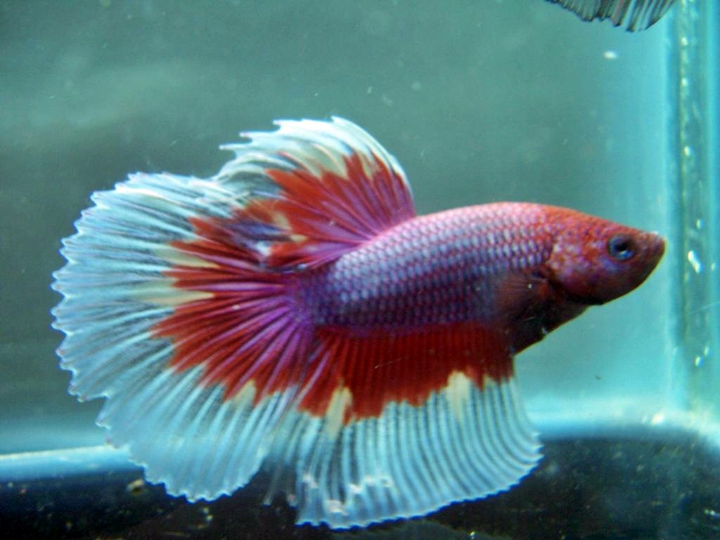 Ini Dia Nama Ikan Hias di Aquarium Yang Tidak Gampang Mati