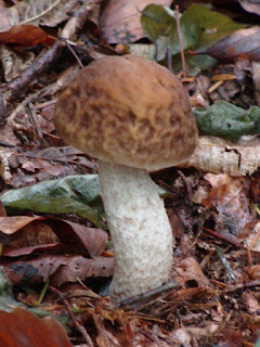 Leccinum pseudoscabrum DSC60505