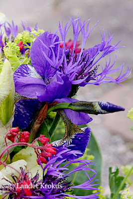 Katarinas Penna Spade