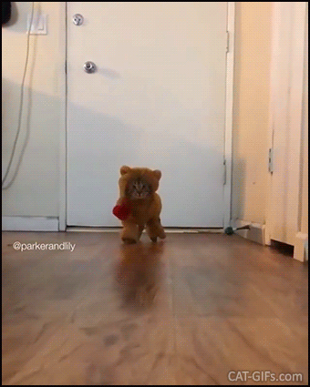 Funny cat GIF • Teddy bear cat is cute, weird and funny: that's the real cat walk! Funny cat GIF • Teddy bear cat is cute, weird and funny: that's the real cat walk!