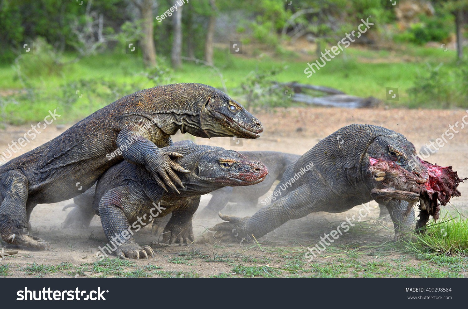 komodo national park a s s s komodo national park a s s s