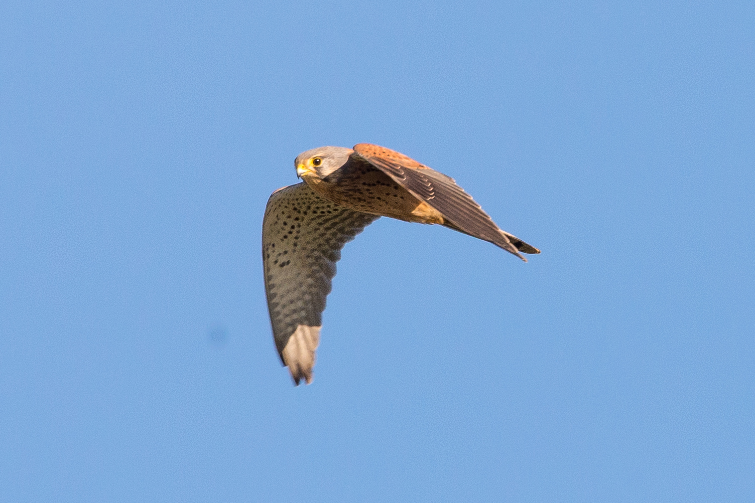 Northamptonshire Birding: Our most common raptors