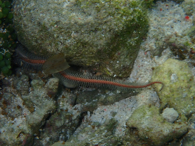 Ophiomastix annulosa Ophiomastix annulosa