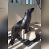 Concluye PROFEPA casos de lobito marino encontrado en Morelia y captura de tortuga marina en Michoacán