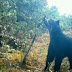 Único oso autóctono de Suramérica