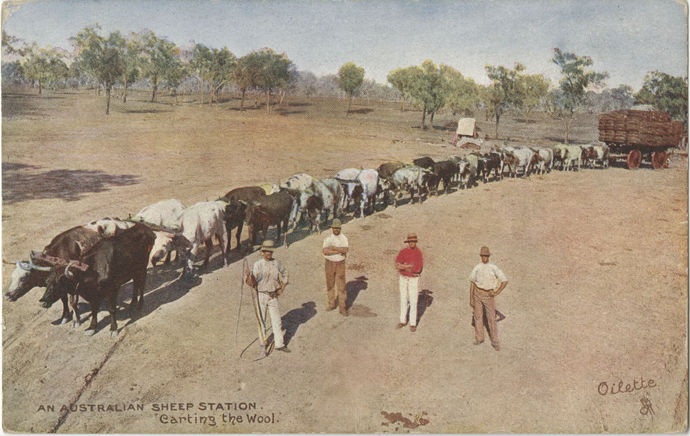 bullock team australia