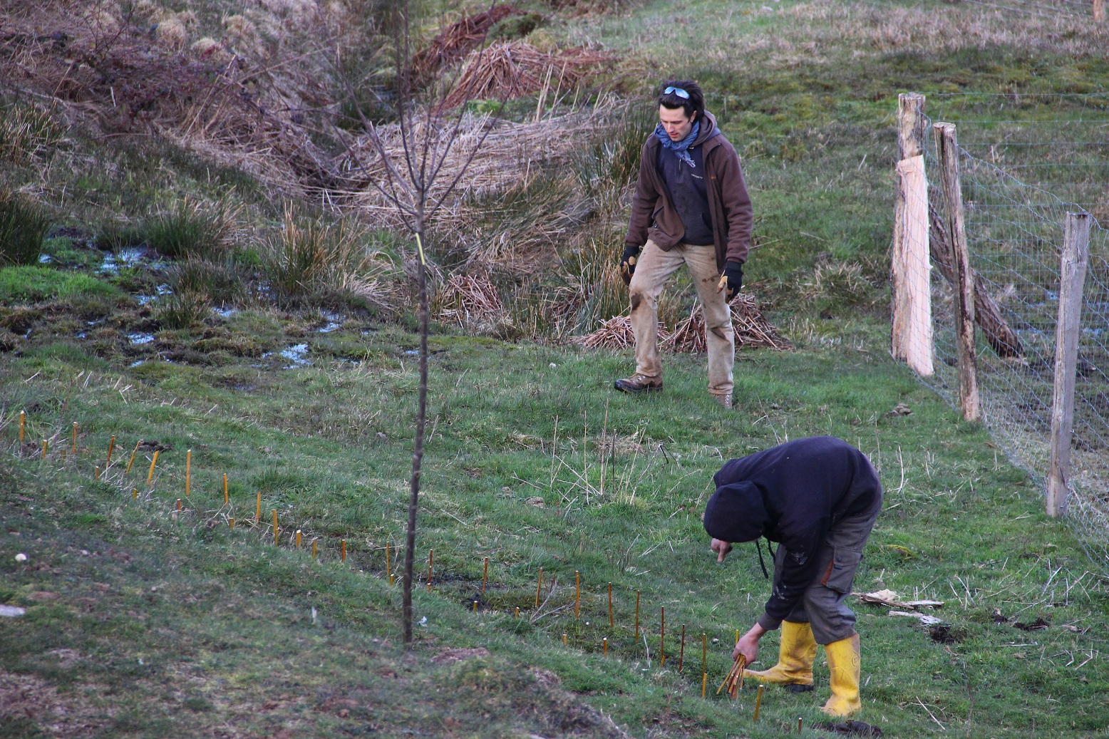Laurus Nobilis Maux De Tete Varice Et Douleurs Articulaires
