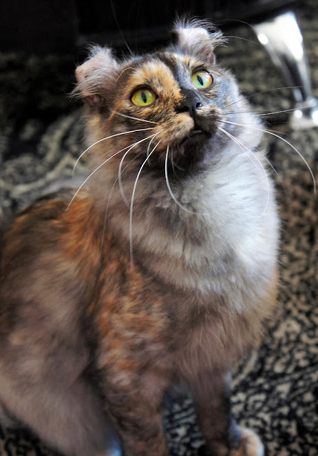 Picture of a calico American Curl with a blaze down the nose