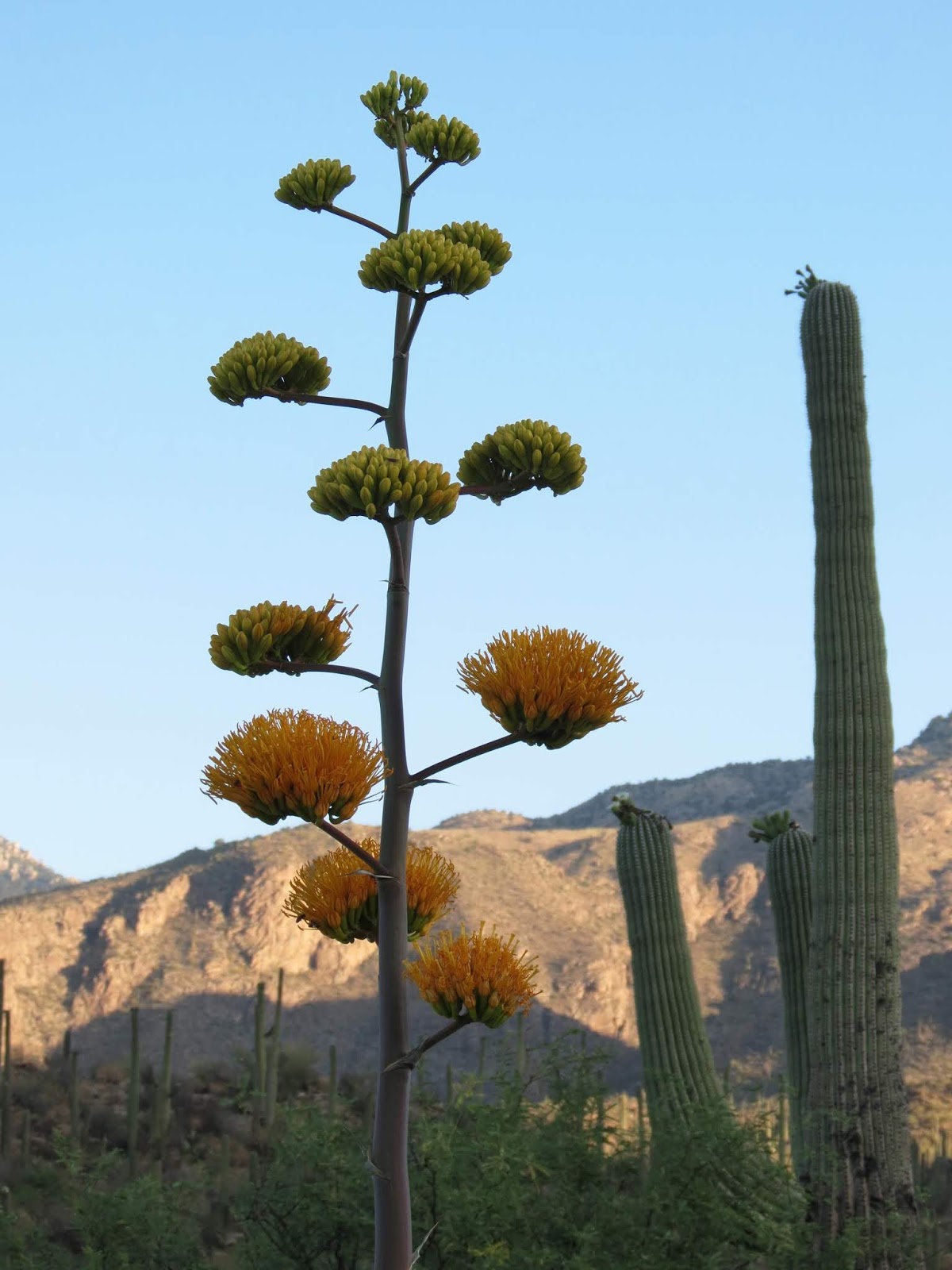 Desert Colors Blooming Agave