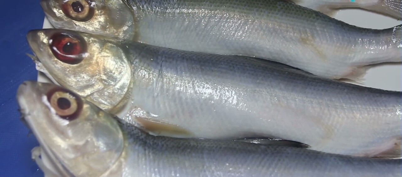 Harga Ikan Bandeng Per Kilo 2015