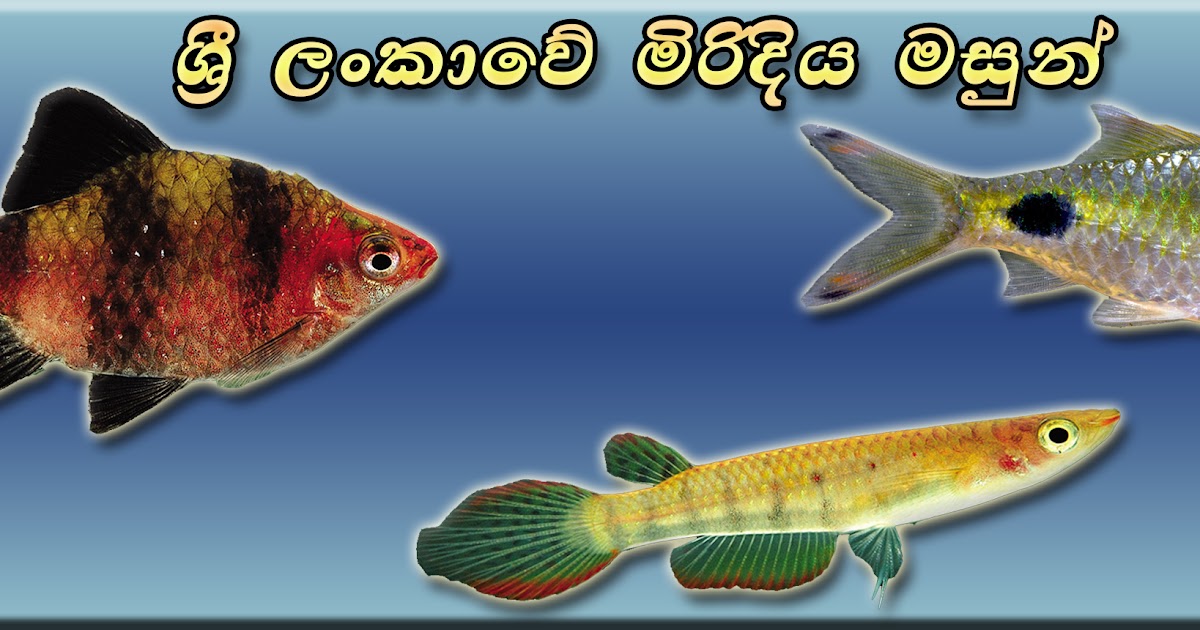 ශ්‍රී ලංකාවේ මිරිදිය මත්ස්‍ය විශේෂ Freshwater fishes in Sri Lanka