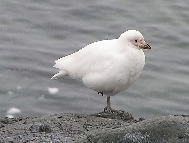 white birds, white bird in a blizzard, white bird rio, white birds florida, white birds in florida, white birds of florida, snow white with birds, white birds of paradise care, white birds with long beaks, white birds long beaks, white bird of paradise care, white birds book, white bird eugene, white birds, florida white birds, small black and white birds, snow white birds, black and white birds in colorado, white birds with long necks, white birds in hawaii, white birds that talk,Top 15 White Birds In The World