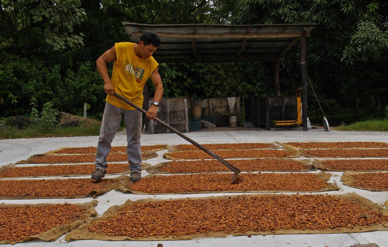 MÉTODOS DE SECADO DE CACAO Poscosecha Cacao