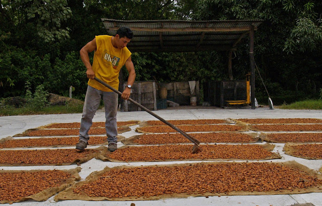 Secado de cacao con esterillas sobre piso de cemento.