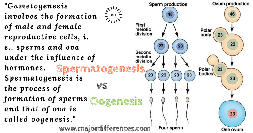 Difference Between Mammalian Sperm And Mammalian Ovum -7311
