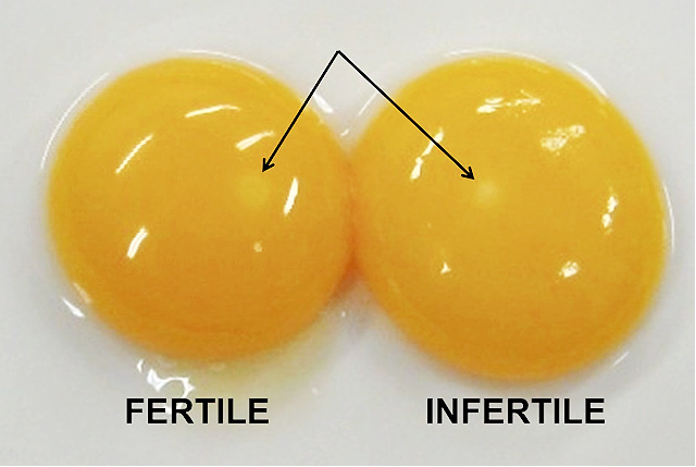 How Do You Know If a Hen'S Egg is Fertilized  