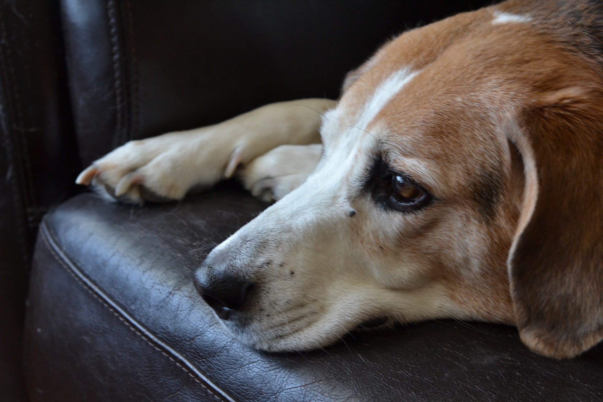 Petsnpeeps.blog ZINC DEFICIENCY IN DOGS