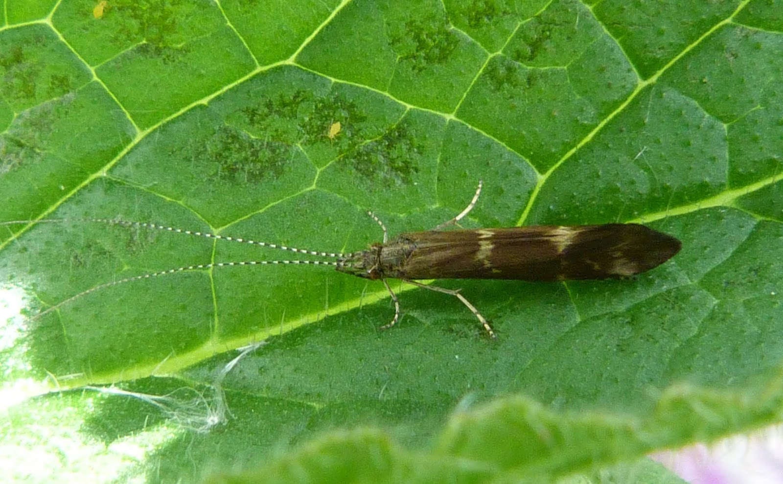 Insects of Scotland Caddisflies