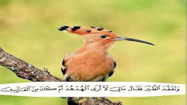 طائر الهدهد في القرآن