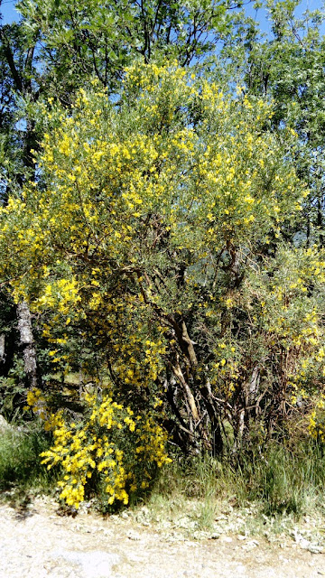 Retama amarilla (Retama sphaerocarpa (L.) Boiss.).