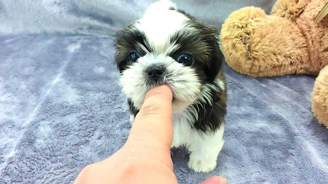 Shih tzu Micro existe