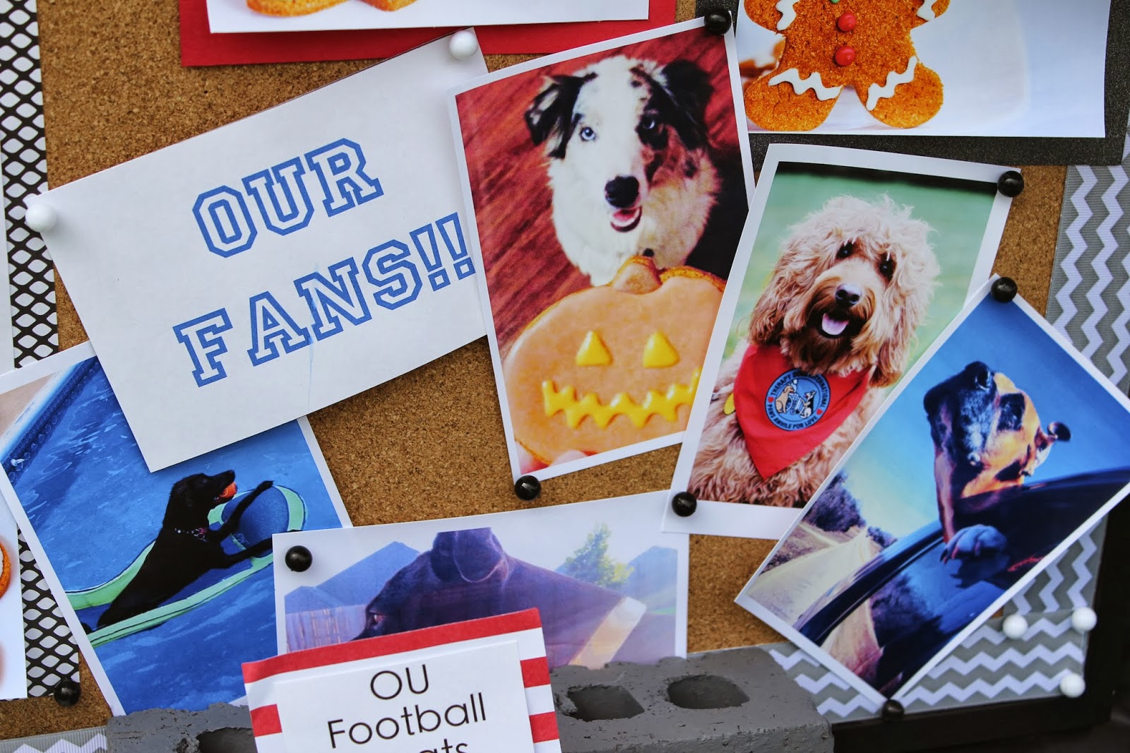 My Dog Treat Vendor Display Treat Dreams...are made of this