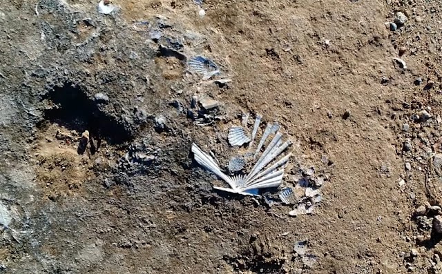 Ο χωματόδρομος στη Λακωνία που κρύβει ένα μυστικό εκατομμυρίων χρόνων