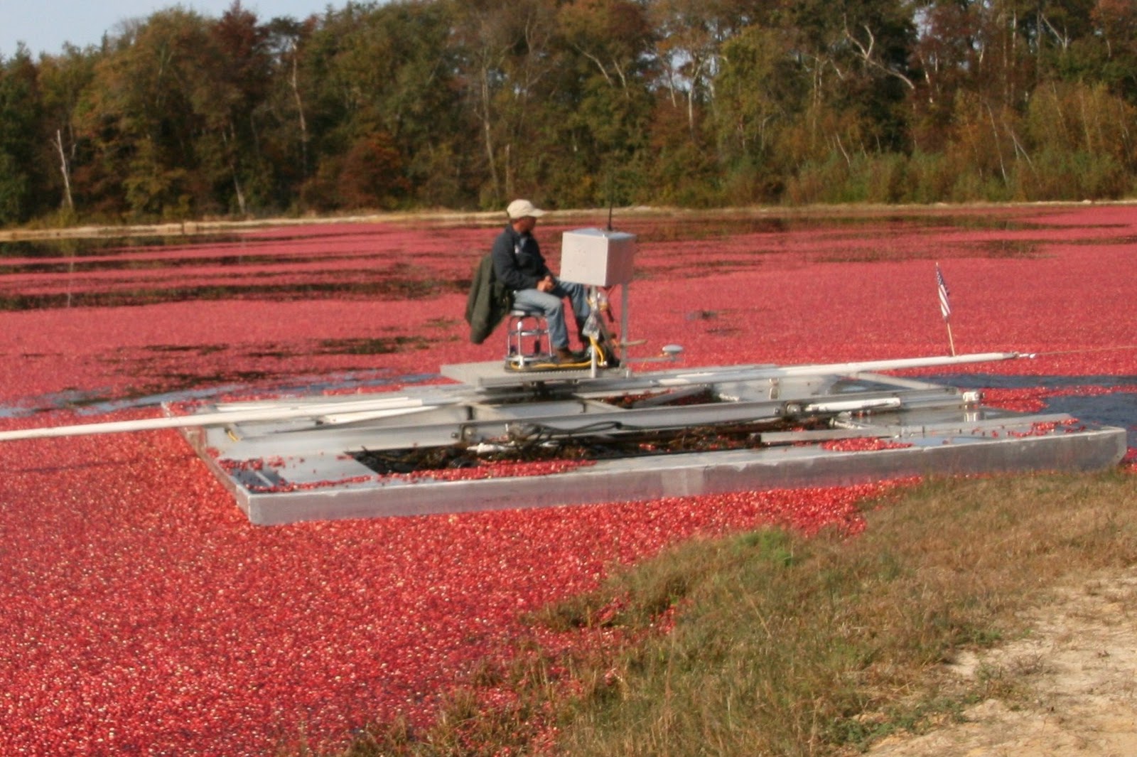Sixtyfour and counting... Cranberry Harvest