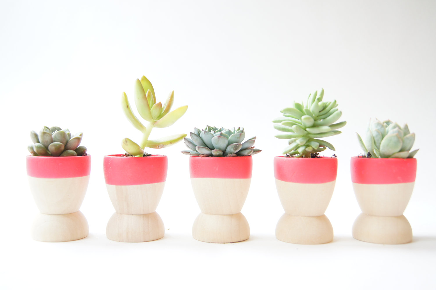 dipped wooden succulent planters