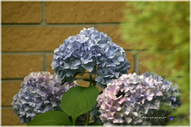 późne lato,late summer odmiany hortensji bukietowych, hydrangea Anbell. Lime light, Grandi flora, Vanille freze, floksy, phlox, języczka, nachyłki, rudbekia