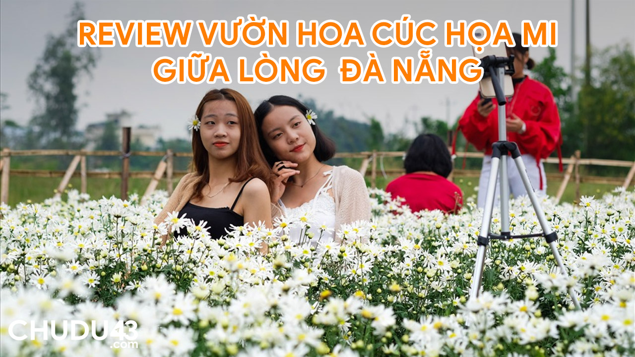 Review Vườn Hoa Cúc Họa Mi Đà Nẵng (Giá vé, Địa chỉ) | CHUDU43.COM ...