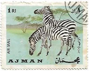 Selo Zebras nas savanas africanas