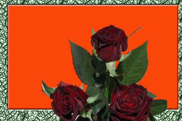  Mawar Valentin Warna Mawar dan Arti Mawar Tradisionil 