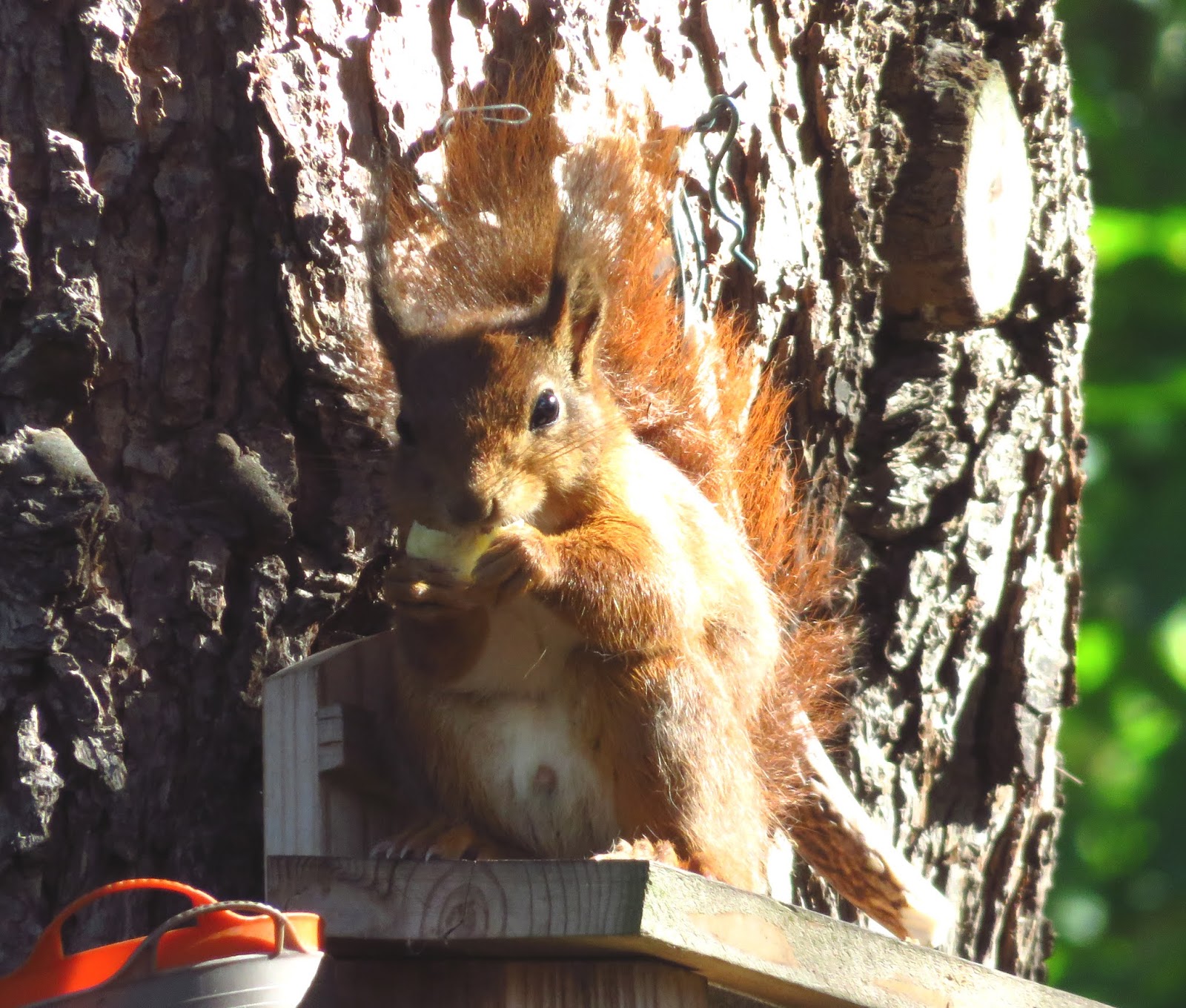 MERSEA WILDLIFE STOOD RED KITE