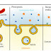 Secretory Vesicles | Exocytosis | pinocytosis and endocytosis