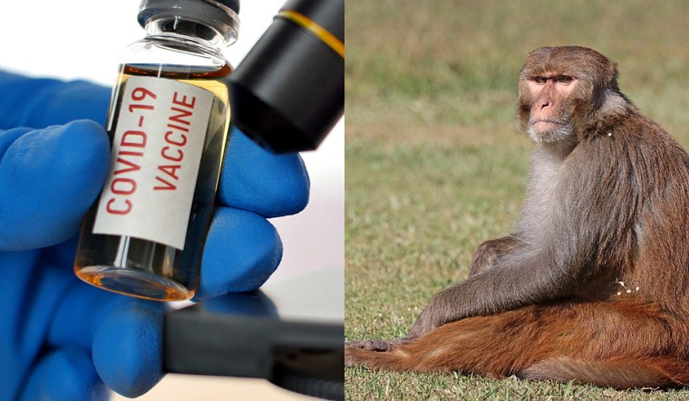 றீசஸ் மகாக் rhesus macaque