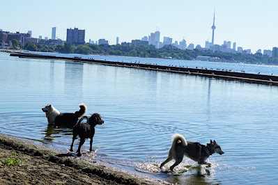 Dogs playing in Sunnyside Beach