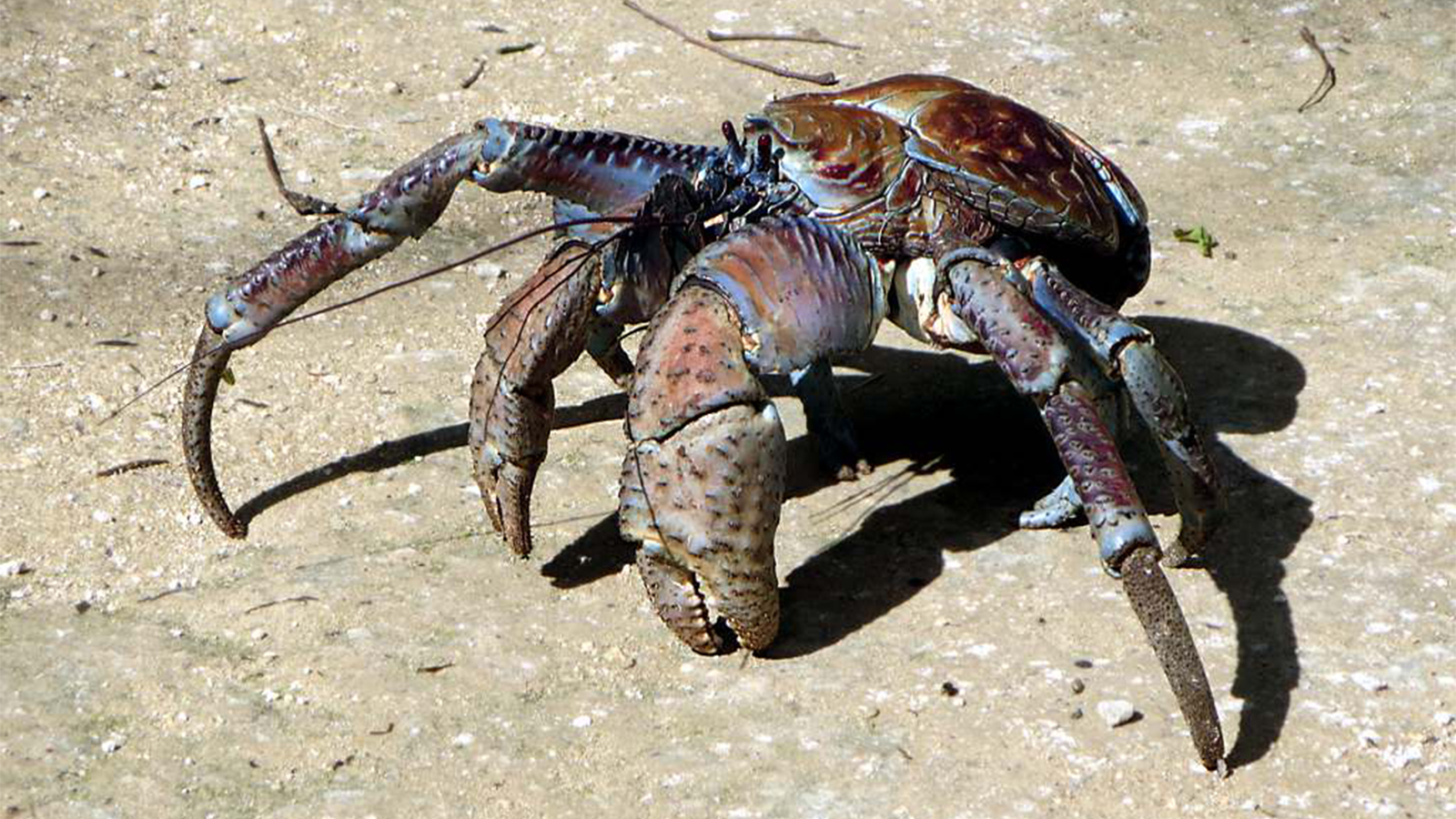 Where does the Coconut crab live? Is coconut crab edible?