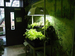 hydroponic grow kit