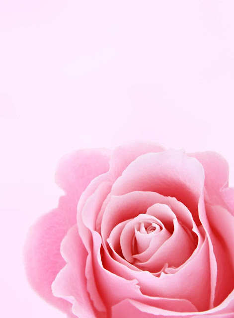 Beautiful pink rose image Beautiful pink rose image