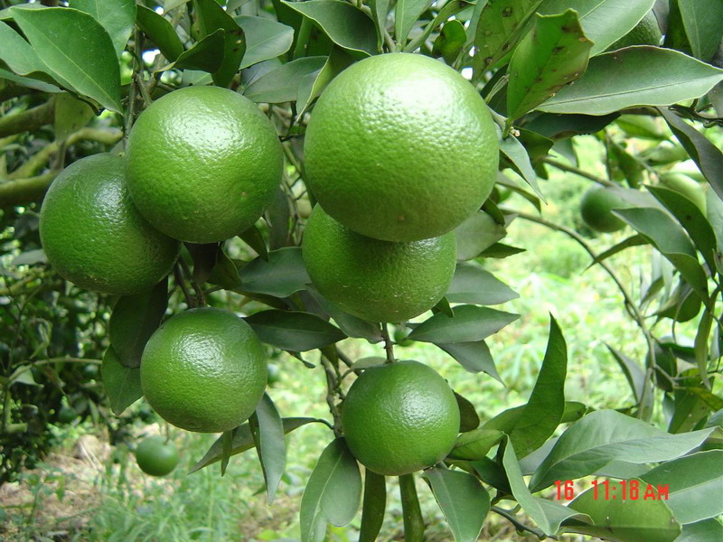 natural fruit new xp wallpaper images walls newxpwallpaper