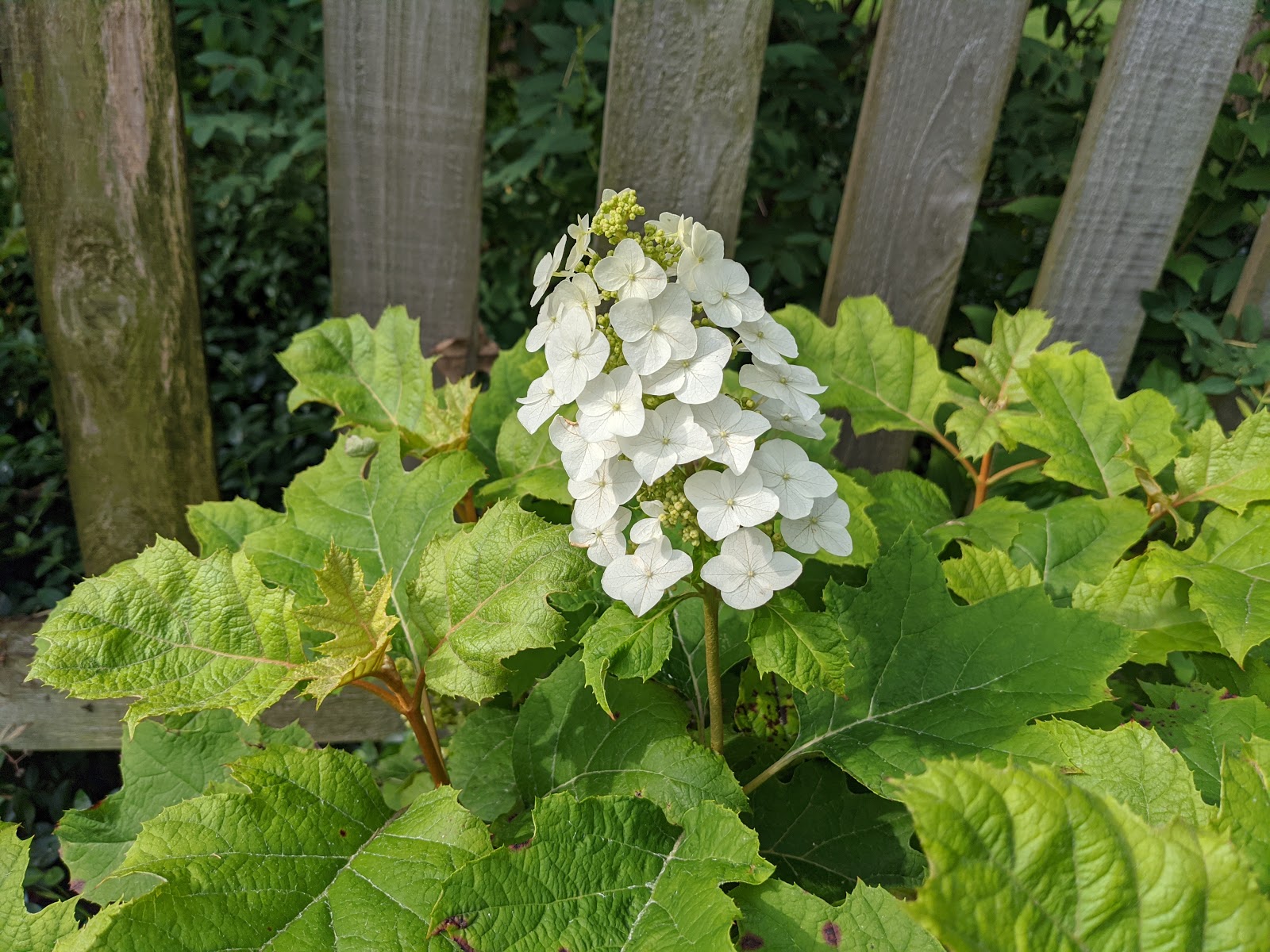 Oakleaf Hydrangeas Flowering First Season June 2020