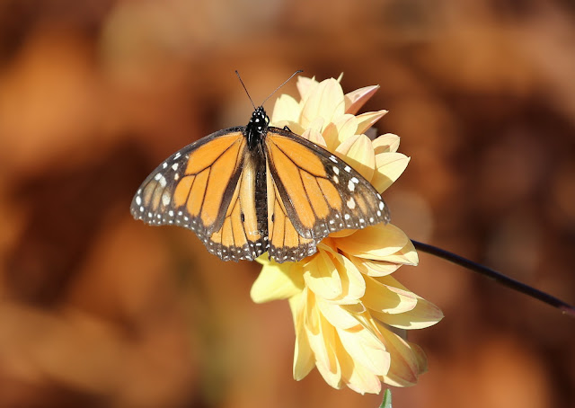 Mariposa Monarca (Danaus plexippus)