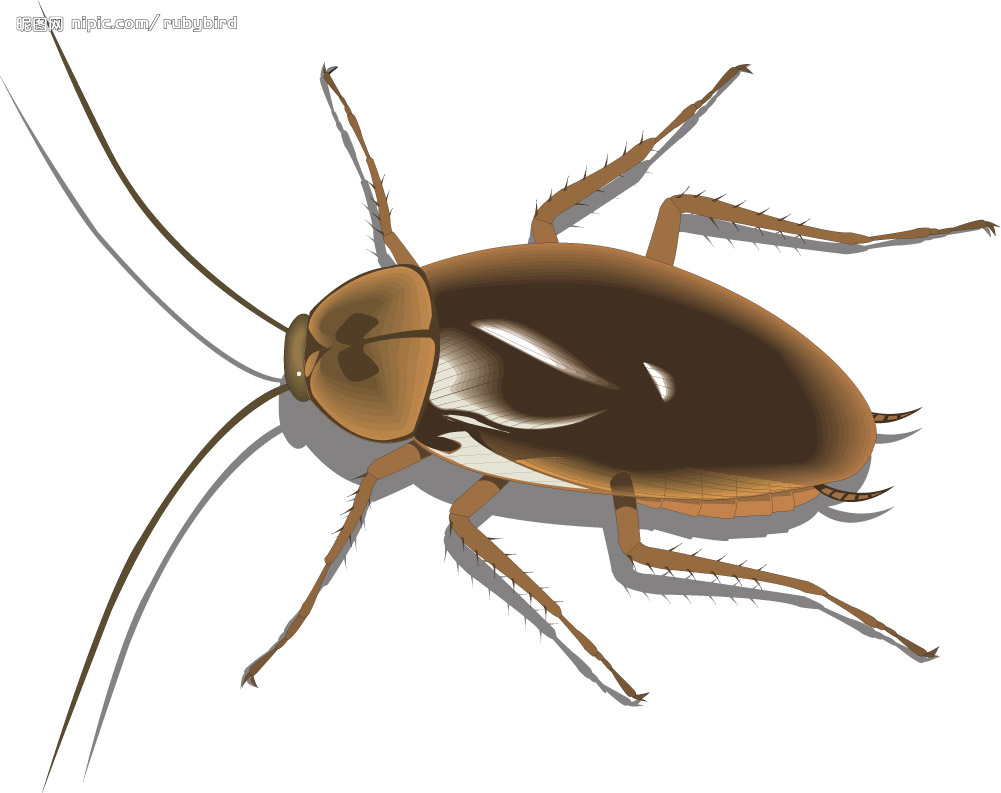 free clipart cricket insect - photo #16