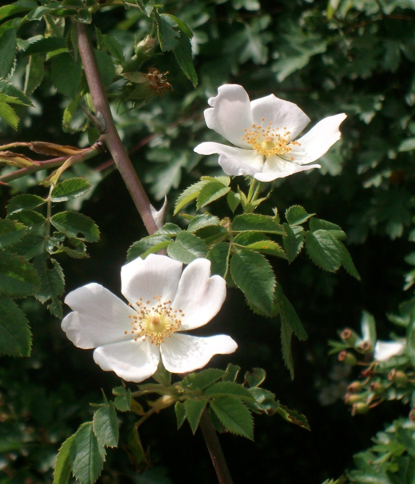 Wild Roses