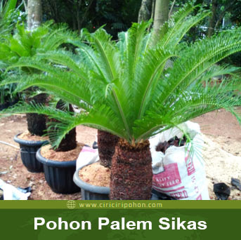 ciriciri pohon palem sikas